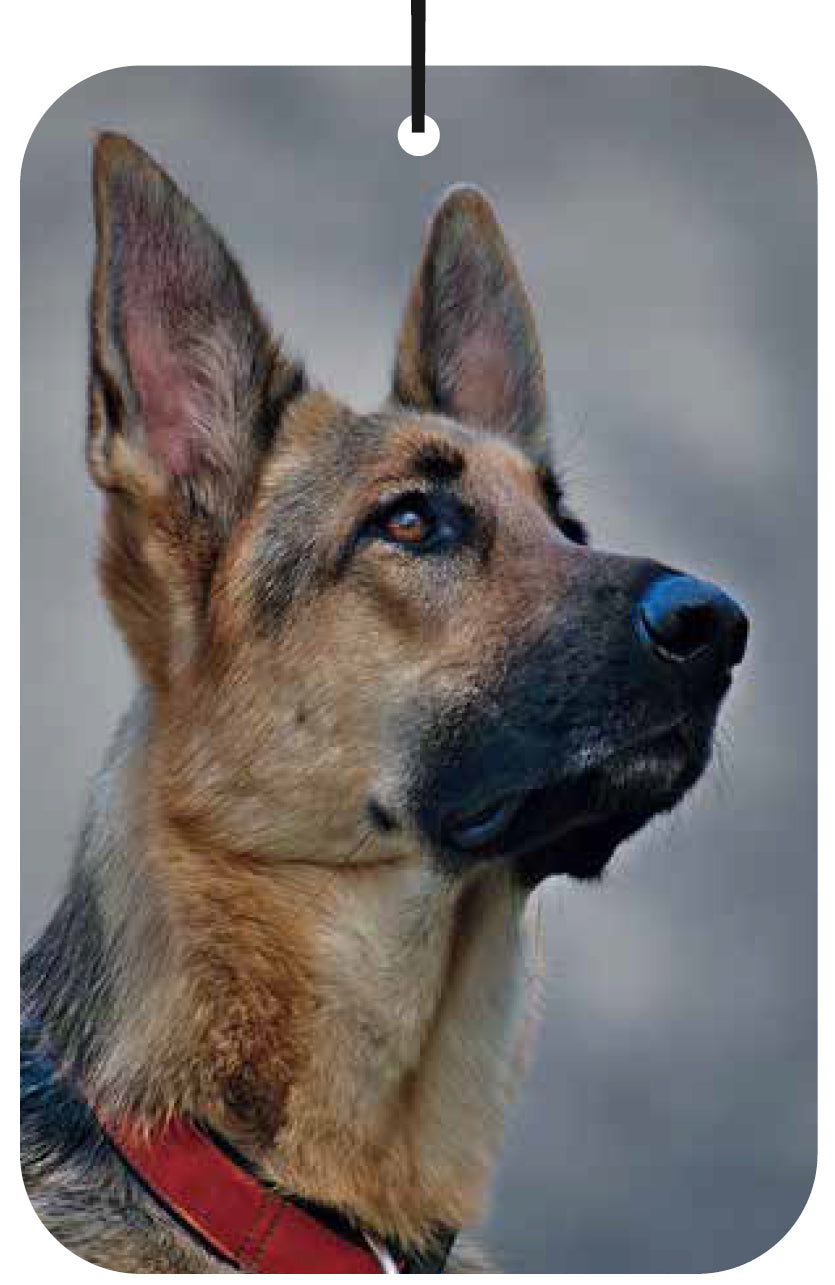 Dog - German Shepherd