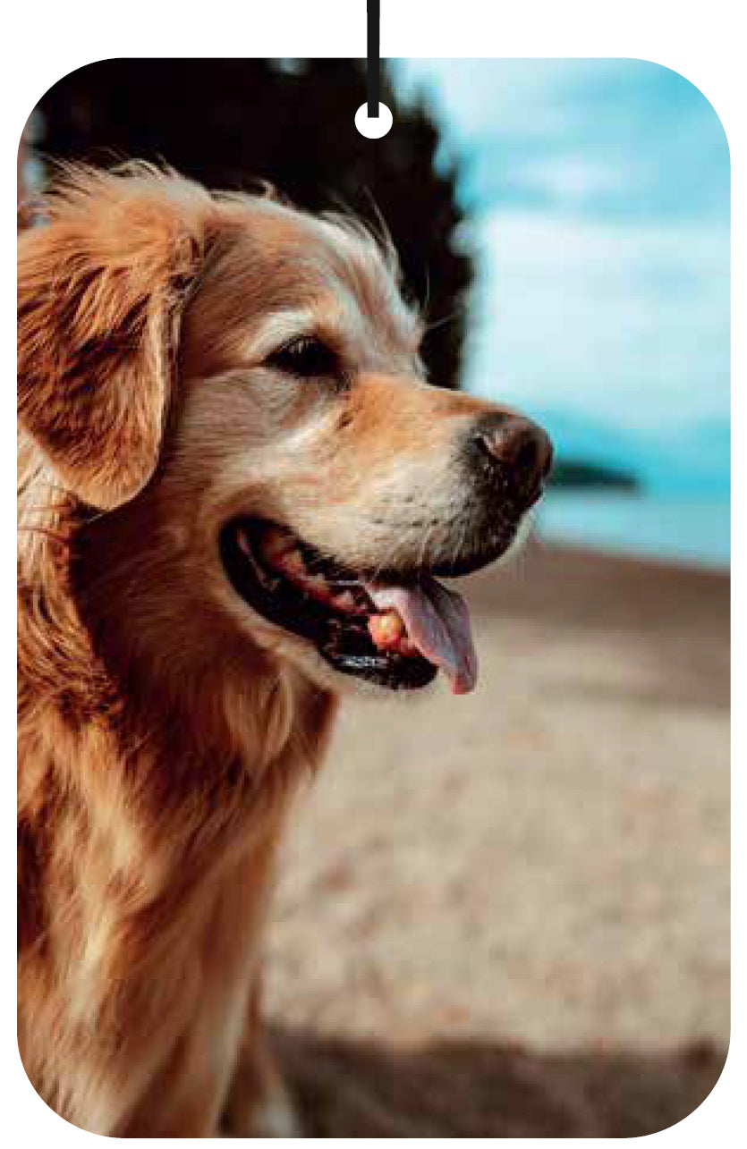 Dog - Golden Retriever