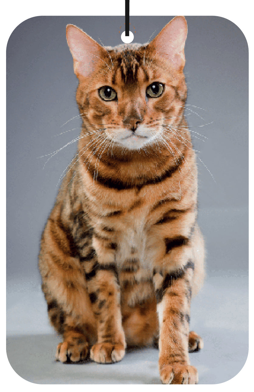 Cat Image Air Freshener